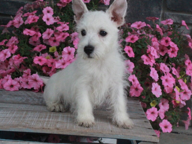 Maggie image
