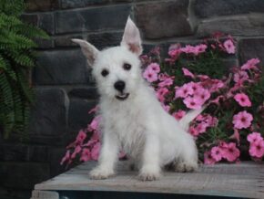 Photo of Maggie