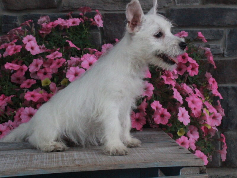 Maggie image