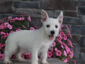 Photo of Maggie