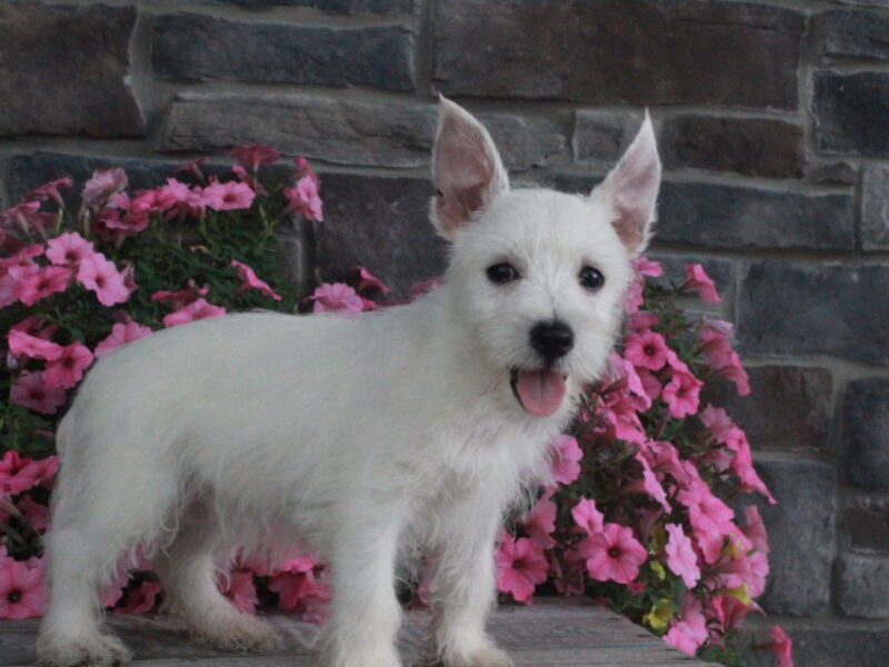 Maggie image