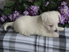 Photo2 for Maggie