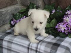 Photo3 for Maggie