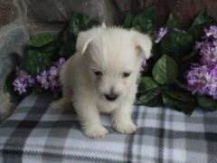 Photo1 for Maggie