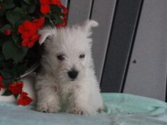 Photo1 for Molly