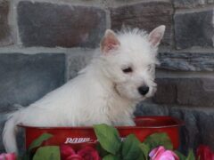 Photo1 for Molly