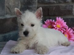 Photo4 for Molly