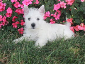 Photo of Molly