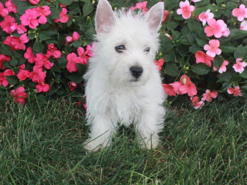 Molly image