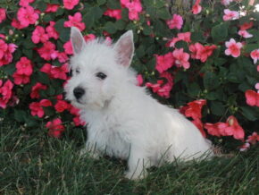 Photo of Molly