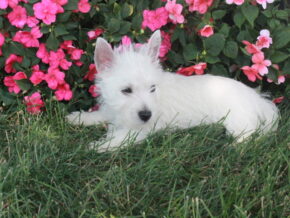Photo of Molly
