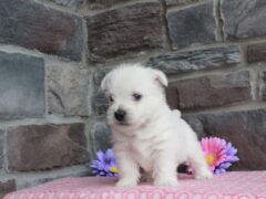 Photo2 for Molly