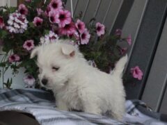 Photo4 for Rocky