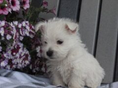 Photo1 for Rocky