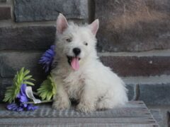 Photo3 for Rocky