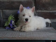 Photo2 for Rocky