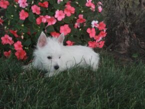 Photo of Rocky
