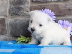 Photo4 for Rocky
