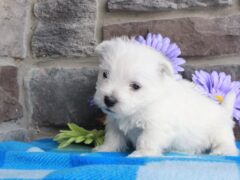 Photo1 for Rocky