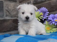 Photo3 for Rocky