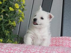Photo3 for Stella