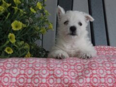 Photo2 for Stella