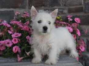 Photo of Stella
