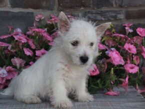 Photo of Stella