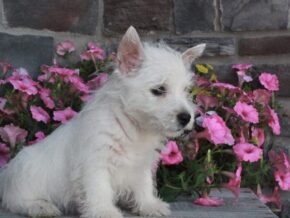 Photo of Stella