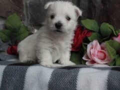 Photo4 for Stella