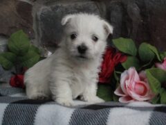 Photo2 for Stella