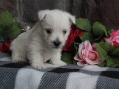 Photo1 for Stella