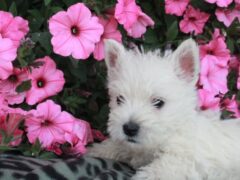 Photo4 for Teddy