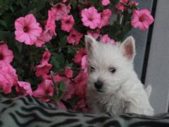 Photo1 for Teddy