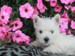 Photo2 for Teddy