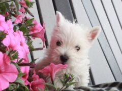 Photo3 for Teddy