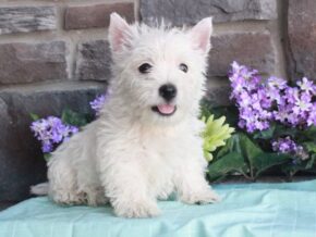 Image for Teddy