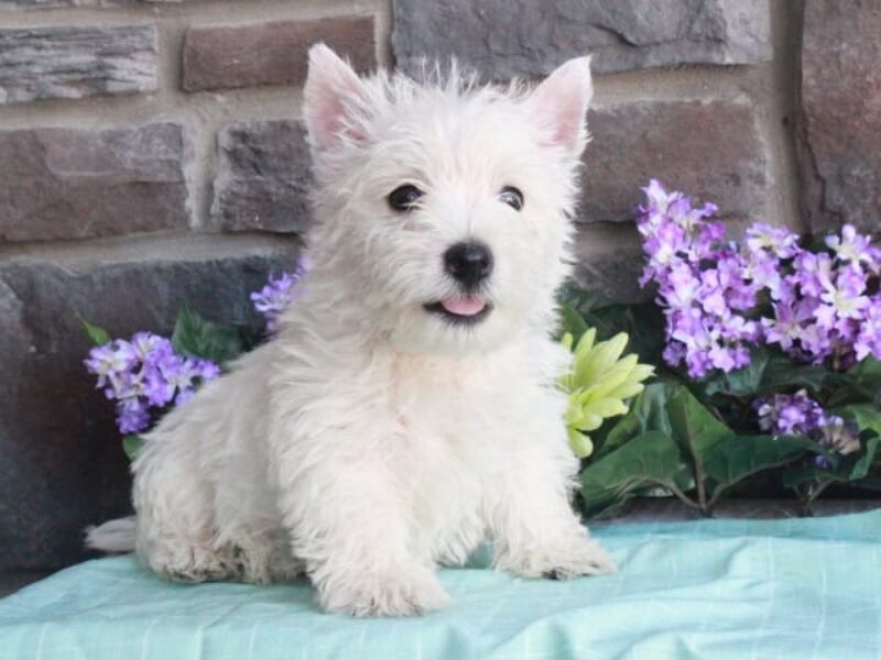 Teddy image