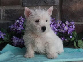 Photo of Teddy