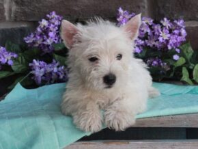 Photo of Teddy