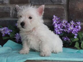 Photo of Teddy