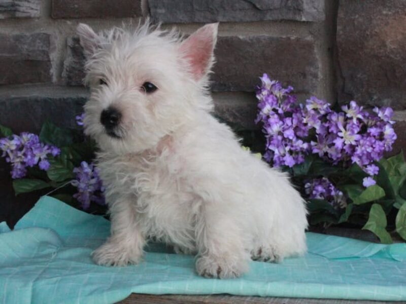 Teddy image