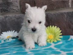 Photo3 for Teddy