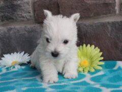 Photo2 for Teddy