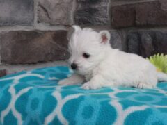 Photo1 for Teddy