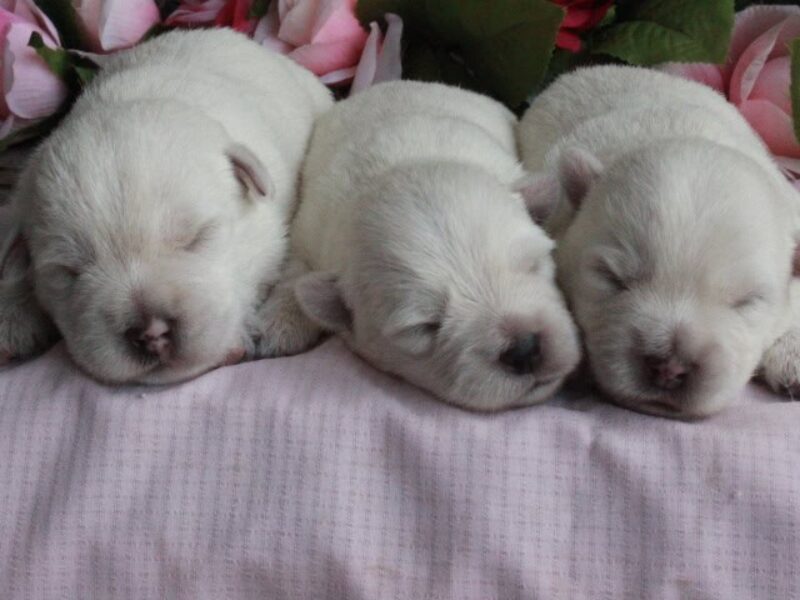 Hickory Lanes Lotrando Sparky-Martin’s Lovely Lacey Highland Terriers image