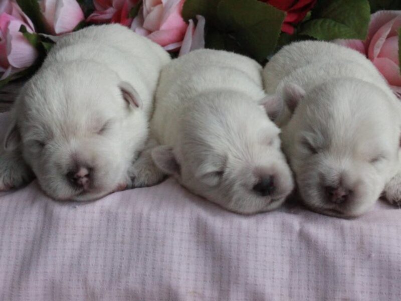 Hickory Lanes Lotrando Sparky-Martin’s Lovely Lacey Highland Terriers image