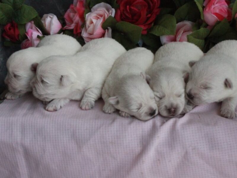 Hickory Lanes Lotrando Sparky-Martin’s Lovely Lacey Highland Terriers image