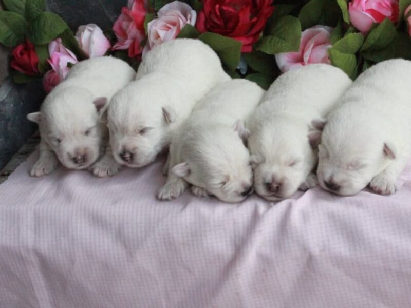 Hickory Lanes Lotrando Sparky-Martin’s Lovely Lacey Highland Terriers image
