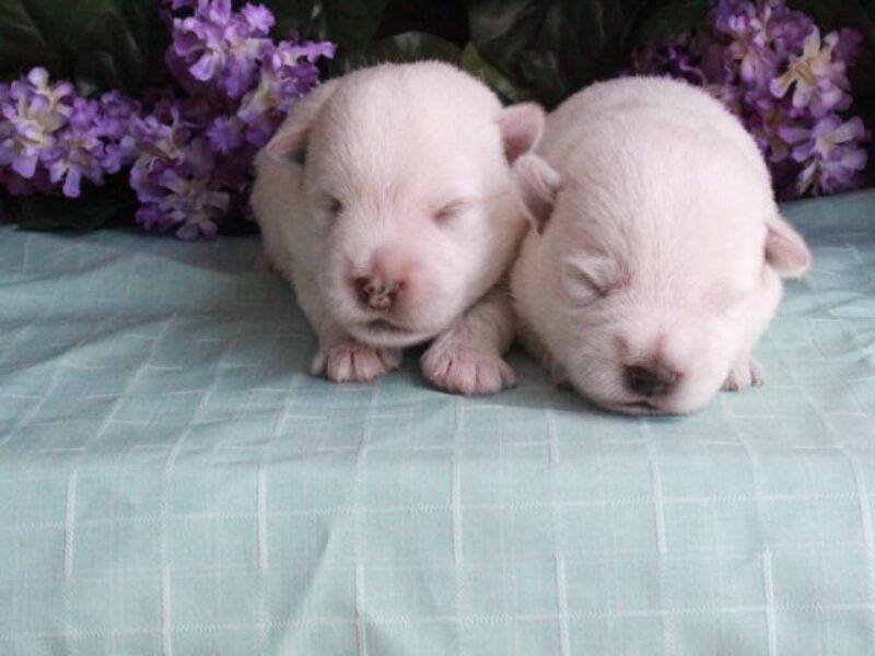 Hickory Lanes Lotrando Sparky-Martin’s Lovely Lacey Highland Terriers image